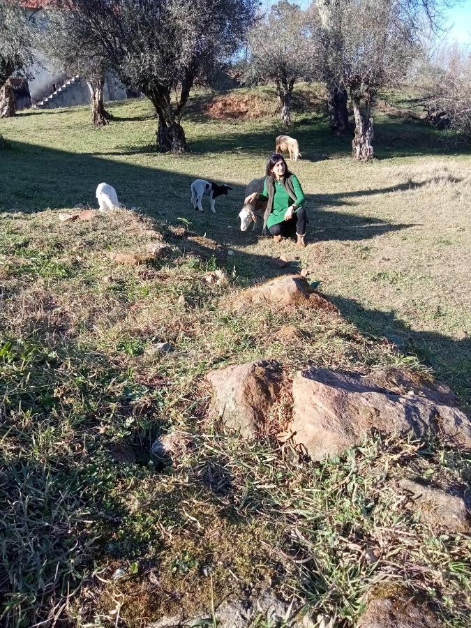Alojamento Local - Casa Amarela Alvaiazere Bagian luar foto
