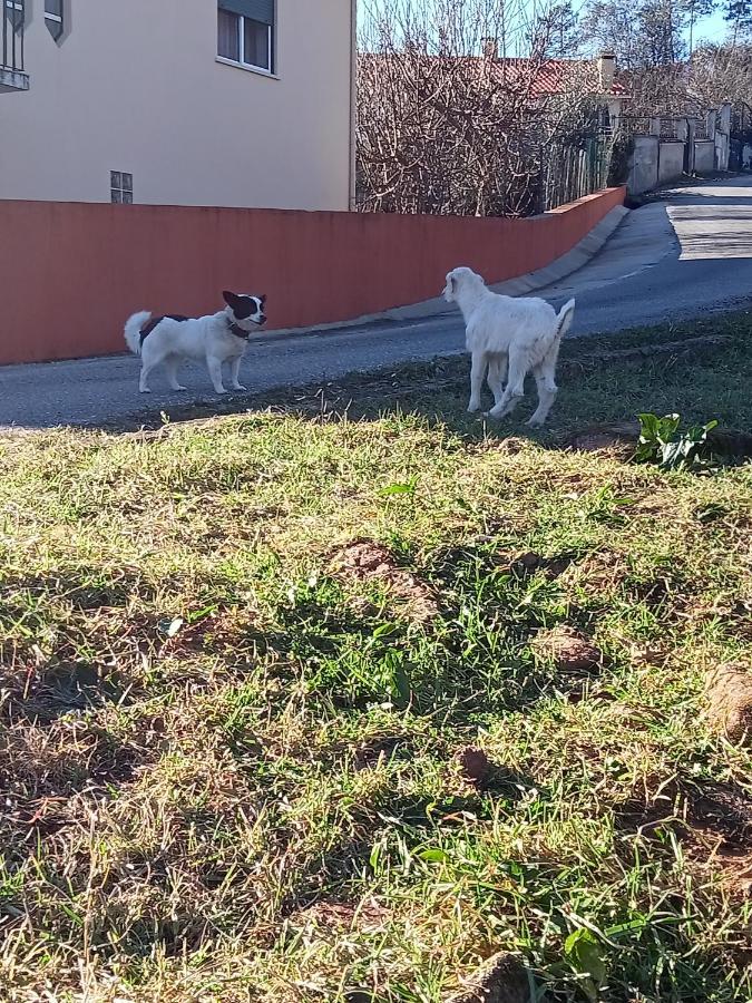 Alojamento Local - Casa Amarela Apartment Alvaiazere Bagian luar foto